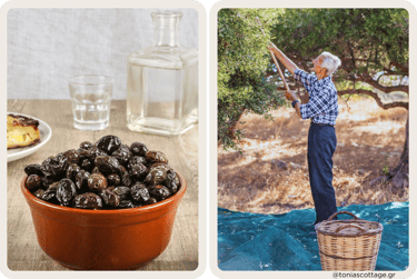 Man harvesting olives from a tree, and table featuring glasses of raki and bowl of Cretan olives