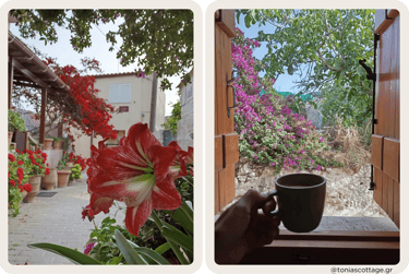 Red striped amaryllis flower in a Greek courtyard next to a coffee cup by an open window.