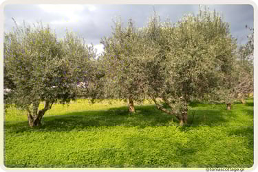Olive grove with silver-green trees on lush green grass under a cloudy sky