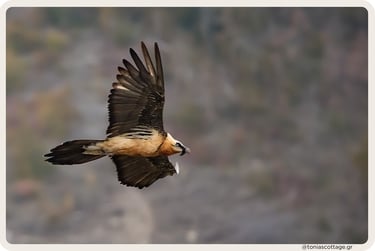Bearded vulture (Gypaetus barbatus) flying over the mountainous landscape of Asterousia in Crete