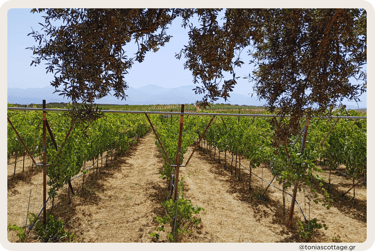 Lyrarakis Winery in Crete, with a sunlit view of the vineyards