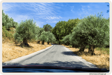 A rental car driving on a road in Crete, surrounded by growing olive trees