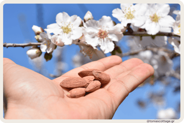 Hands holding fresh almonds with almond tree blossoms in the background in Crete