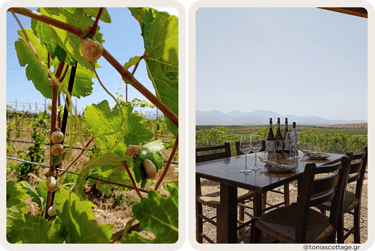 Lyrarakis Winery: Grape leaves with a snail and wine tasting lunch table
