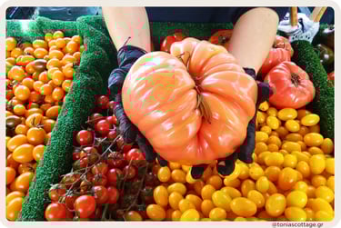 Person holding a giant heirloom tomato over colorful cherry tomatoes