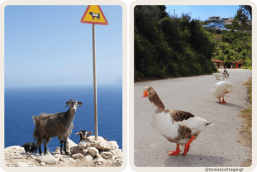 A wild Cretan goat on rocky terrain and a duck walking along a road in Crete