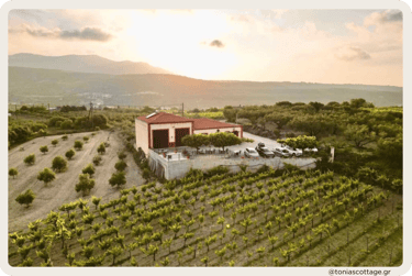 "Stilianou Winery view from above, overlooking vineyards at sunset.
