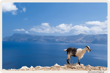 A Cretan wild goat standing on a rocky cliff, overlooking the blue sea below