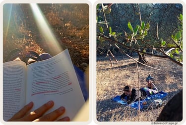Reading book amongst olive oil trees in Crete