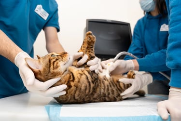 chat sur le dos chez le vétérinaire en train de subir un examen abdominal