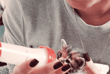 chaton biberonné