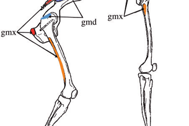 pelvis changed