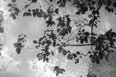 a tree with leaves and branches in the background