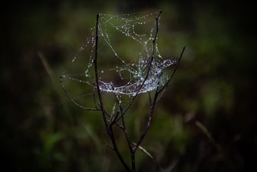 Vulnerable - Photograph by Lynn Ellis