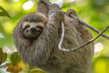 A brown three-toed sloth hanging from a tree branch in a tropical rainforest canopy.