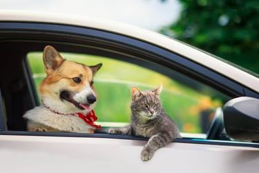 voyage chien et chat