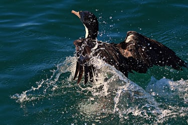 Cormorant says it's time to leave Penguin Island