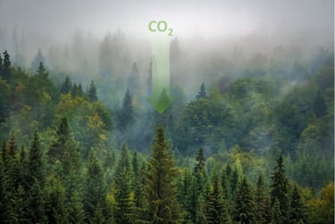Illustration de la forêt puits de carbone