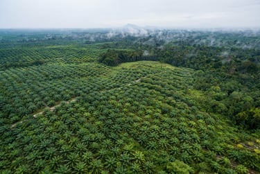 Aerial photo of oil palms and forest in Borneo, Indonesia