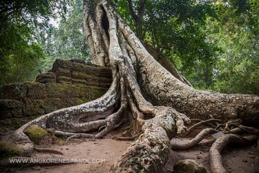 Las raíces de Ta Prohm
