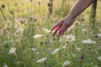 Main effleurant des fleurs sauvages, symbole d’apaisement face aux pathologies chroniques