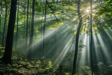 Lumière naturelle apaisante pour illustrer la gestion des émotions difficiles grâce à la sophrologie
