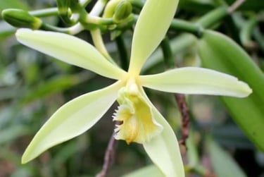 Close-up of a white vanilla orchid flower for a culinary trivia challenge about the origins of a natural vanilla bean.
