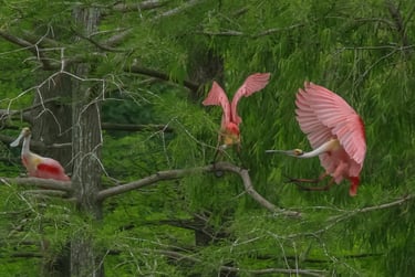 Three spoonbills displaying various wing displays while perching in their rookery