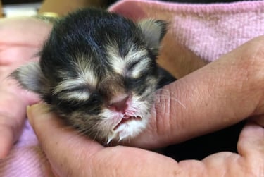 a small kitten kitten kitten kitten kitten kitten kitten kitten kitten kitten kitten kitten kitten kitten