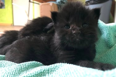 a black kitten kitten kitten kitten kitten kitten kitten kitten kitten kitten kitten kitten kitten kitten