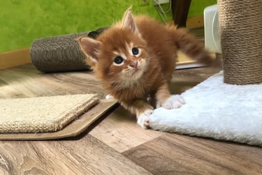 a kitten sitting on a rug in a room