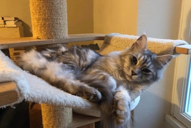 a cat MAINE COON laying on a cat tree