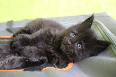 a black kitten kitten sitting on top of a suitcase