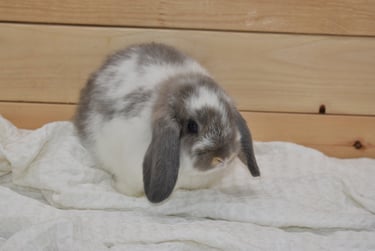 Hot Cross Buns' Mosey - Broken opal baby doe