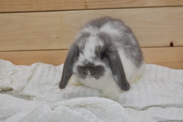 Hot Cross Buns' Skedaddle - Baby broken lilac doe