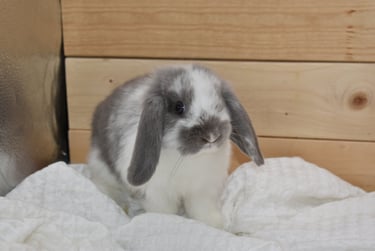 Hot Cross Buns' Skedaddle - Broken lilac doe