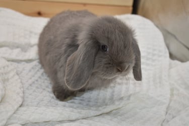 Hot Cross Buns' Wander - solid lilac doe
