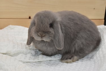 Hot Cross Buns' Wander - baby lilac doe