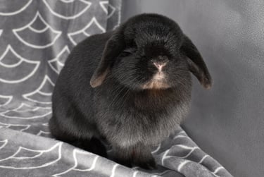 Hot Cross Buns' Zinnia - solid black mama Bun at Hot Cross Buns