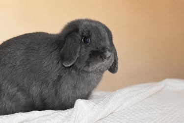 Hot Cross Buns' Darius - blue buck