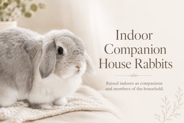Hot Cross Buns' Pigeon poses for image used in Indoor Companion House rabbits image
