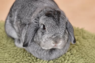 Hot Cross Buns' Posey - solid chinchilla doe