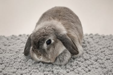 Hot Cross Buns' Rosie - squirrel Holland Lop doe