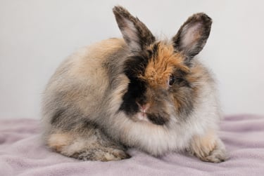 Sukie the French Angora honorary Holland Lop at Hot Cross Buns
