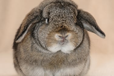 Hot Cross Buns' Toboggan - solid chestnut doe
