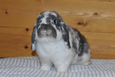 Hot Cross Buns' Kipling - neutered opal buck