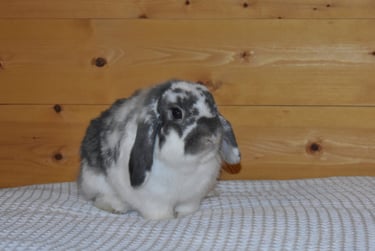 Hot Cross Buns' Kipling - Neutered opal buck