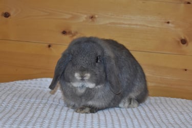 Hot Cross Buns' Lark - junior opal buck