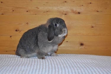 Hot Cross Buns' Quinoa - spayed opal doe
