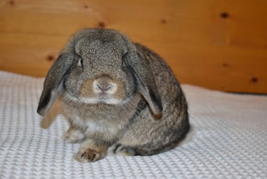 Hot Cross Buns' Robin - junior chestnut buck